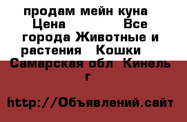 продам мейн куна › Цена ­ 15 000 - Все города Животные и растения » Кошки   . Самарская обл.,Кинель г.